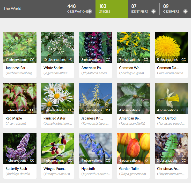 An image of the iNaturalist website in the project for the General Ecology course, showing the top 15 species observed by students in the course. There are pictures of the 15 species and a total count of observations.  Text in the image. 448 obesrvations, 183 species, 87 identifiers, 89 observers. Japanese barberry - 13 observations. White snakeroot - 10 observations. American pokeweed - 8 observations. Common wrinkle-leaf goldenrod - 7 observations. Common dandelion - 5 observations. Red maple - 5 observations. Panicled aster - 5 observations. Japanese knotweed - 5 observations. American beech - 4 observations. Wild daffodil - 4 observations. Butterfly bush - 4 observations. Winged euonymus - 4 observations. Garden tulip - 4 observations. Christmas fern - 3 observations.