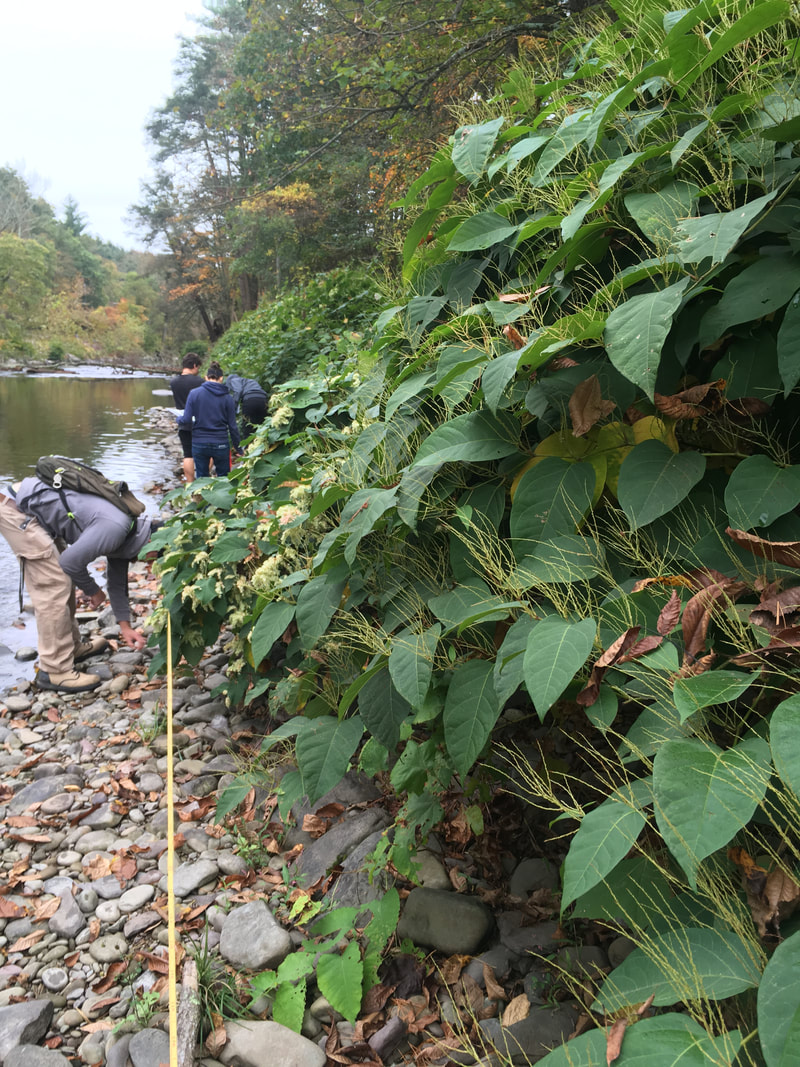 students measuring the length of a stand of Japanese knotweed along a rocky riverbank