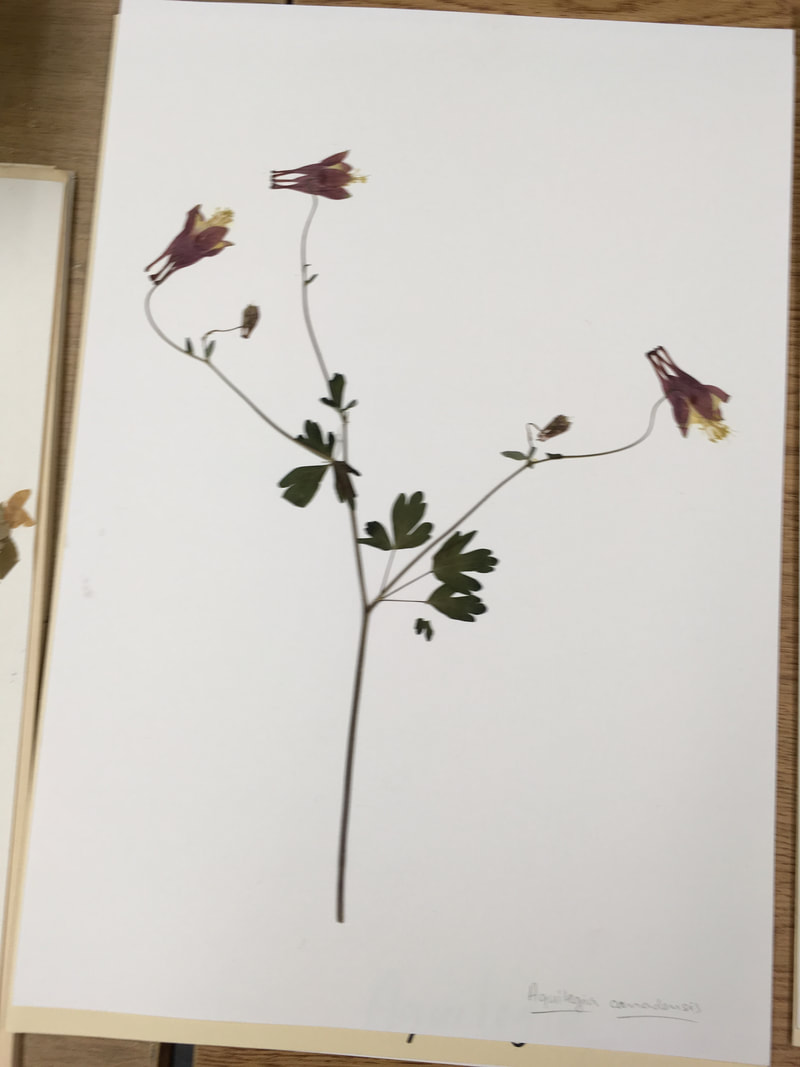 a pressed and dried Aquilegia, wit several flowers, mounted on herbarium paper