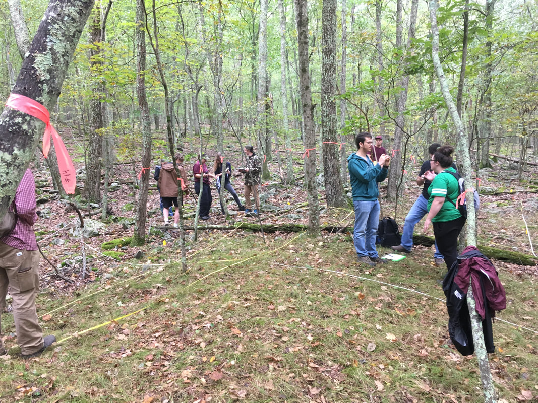 groups of students standing in the woods among trees labelled with flagging tape, measuring tree diameter. A grid is marked out on the ground with measuring tapes to outline the plot.