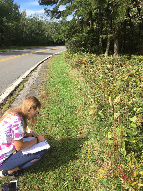 student with clipboard examining common milkweed on roadside