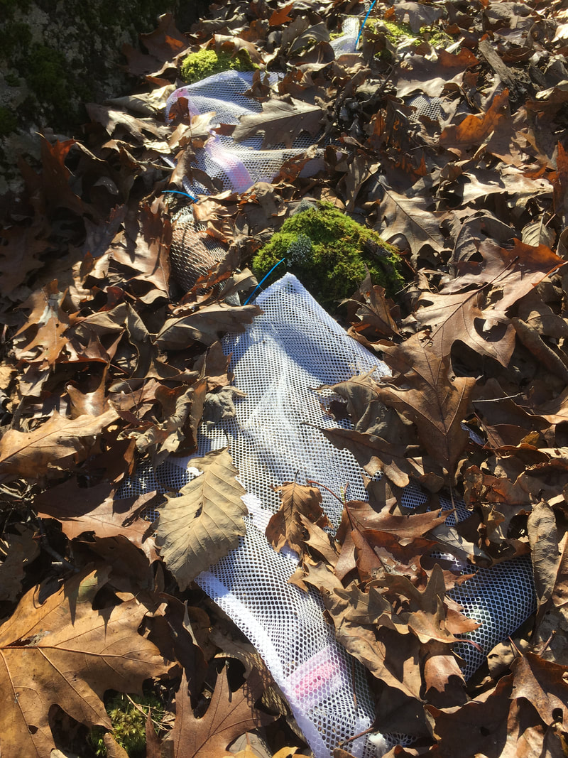 white mesh bags containing leaf litter, staked to the ground for a decomposition study
