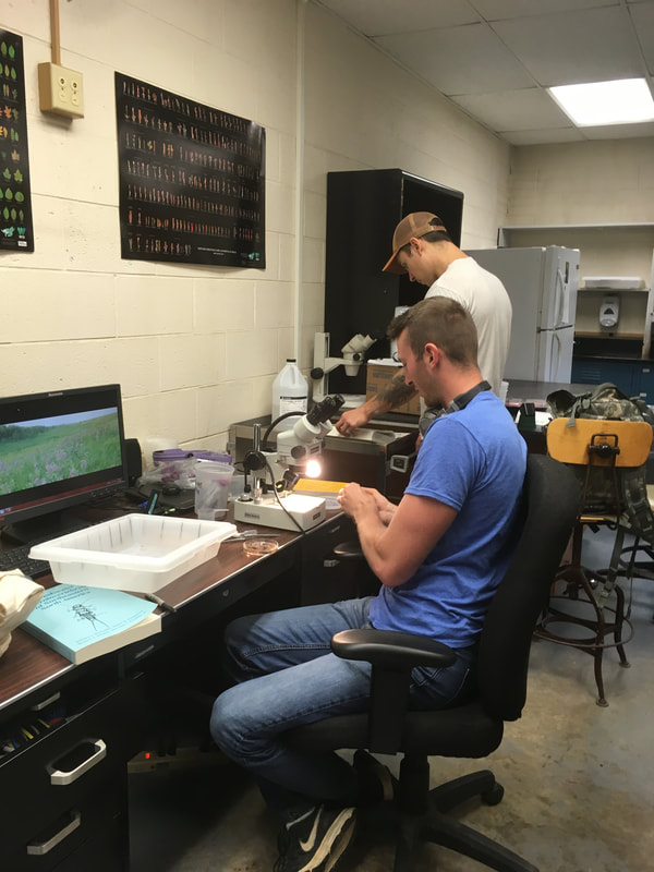 two students in a lab looking at stream macroinvertebrates under a microscope