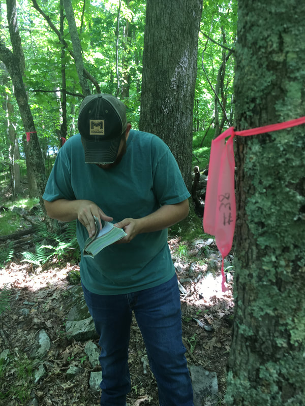 student looking at plant ID book with a tree labelled with flagging tape