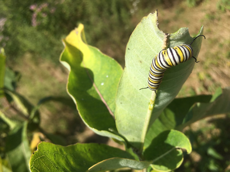 monarch caterpillar on common milkweed leaf