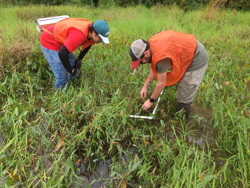 two students in a wetland examining plants in a quadrat frame