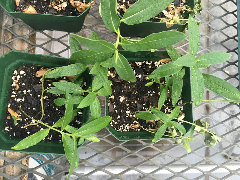 milkweed plants in the greenhouse
