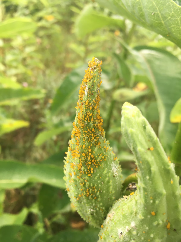 oleander aphids on common milkweed fruit