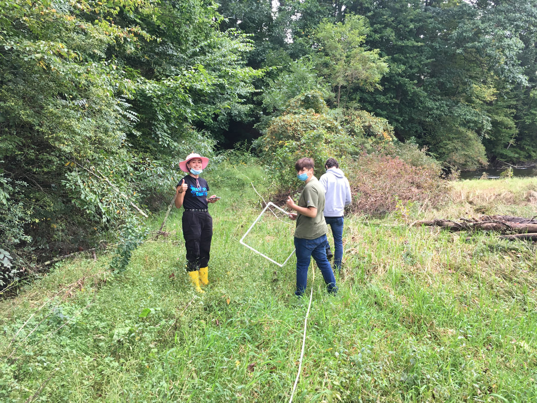 Three students surveying plants along a transect line