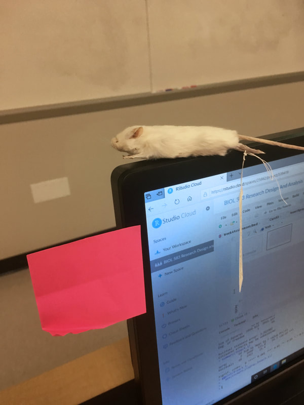 A taxidermied mouse with label tag and a computer monitor with RStudio on screen