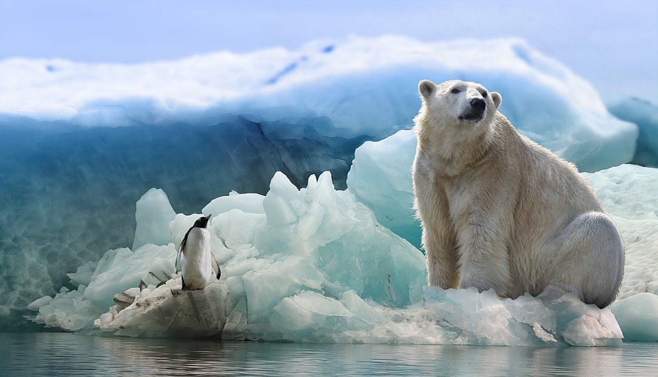 polar bear and penguin together on an iceberg